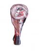 2 Player Badminton Rackets(Red)